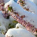 Heather Winter Photo 18