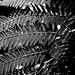 Fern Russell Photo 11