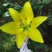 Susan Copland Photo 8