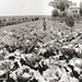 John Swanson Photo 45