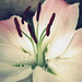 Carol Lewis Photo 19