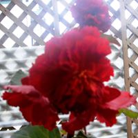 Annette Thurston Photo 2