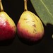 Michael Plum Photo 16