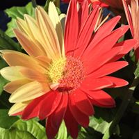 Christine Rasmussen Photo 38