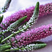 Veronica Summers Photo 12