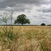Chris Wheat Photo 23