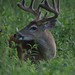 Buck Campbell Photo 17
