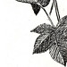 Bernadine Bailey Photo 10
