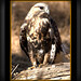 Janet Hawks Photo 14