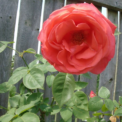 Penny Stone Photo 21