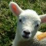 Larry Lamb Photo 39