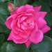 Rose Jefferson Photo 19