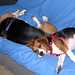 Sheena Porter Photo 22