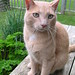Ginger Simon Photo 18