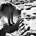 Frances Devlin Photo 16