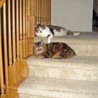 Susan Withrow Photo 27
