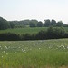 Poppy Bush Photo 7