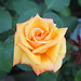 Rose Stark Photo 11
