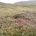 Heather Muckle Photo 2
