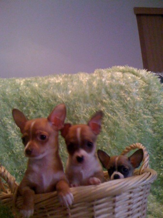 Teresa Waggoner Photo 8