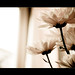 Roberta Neighbors Photo 9