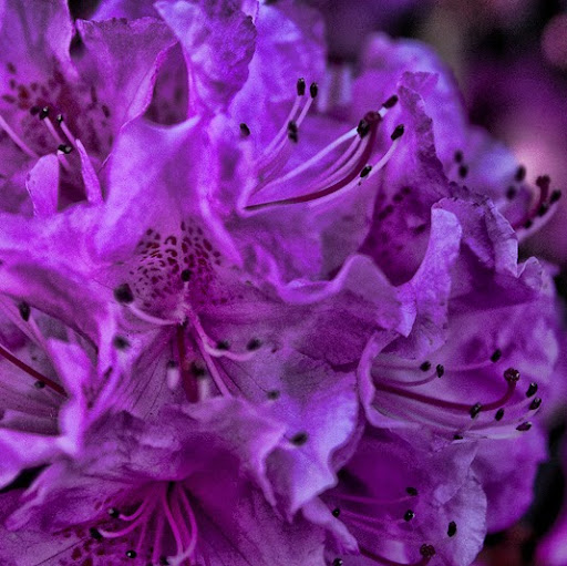 Martha Rice Photo 24