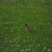 Robin Field Photo 33