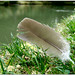 Robert Feathers Photo 32
