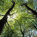 Joy Green Photo 18