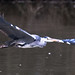 Peter Heron Photo 20