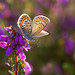 Heather Silvers Photo 12