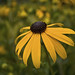 Susan Fuller Photo 43