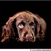 Troy Brown Photo 23