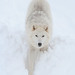 Christopher Wolf Photo 30