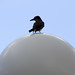 Martin Bird Photo 29