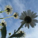 Linda Wise Photo 6