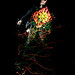 Jackie Light Photo 15