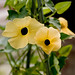Susan Downes Photo 19