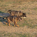 Debbie Shepherd Photo 35