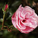 Anne Laing Photo 3