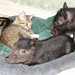 Wilbur Webster Photo 6