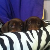 Lisa Musser Photo 20