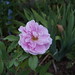 Therese Bush Photo 12