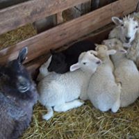 Nancy Morey Photo 18