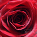 Rosa Weber Photo 15