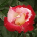 Rose Clark Photo 23
