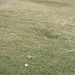 Margaret Grass Photo 2