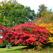 Alice Maple Photo 10