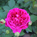 Rose Stark Photo 10