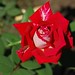 Walter Rose Photo 45